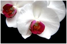 Orchidsandflowers